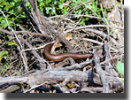 Pseodopus apodus